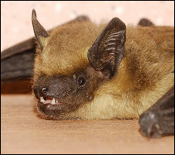 bat removal Coppell