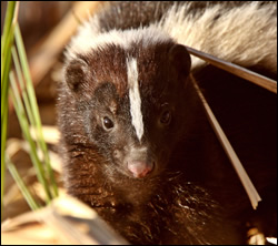 skunk removal Coppell